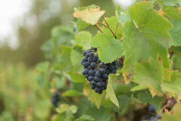 Weinrebe (Vitis vinifera), Ingelheim am Rhein