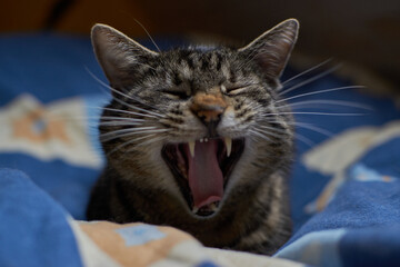 Yawning tabby cat. Yawning cat lying in bed. Tired tabby cat. Closeup of yawning tabby cat.