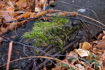 The concrete pillar is overgrown with moss. Find in the autumn forest
