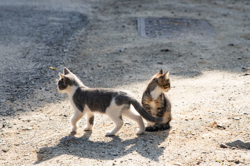아기 고양이 두마리