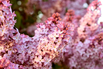 close up of pink flower