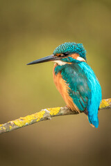 Kingfisher perched on a gray foggy branch background