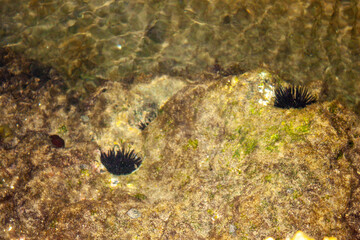 seaweed on the beach