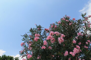 pink flowers 