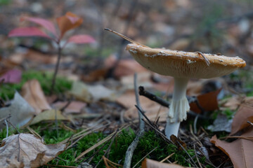 mushroom