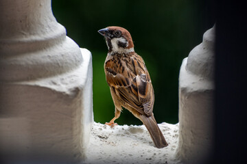 One Lovely Common Sparrow (Passer domesticus) perched