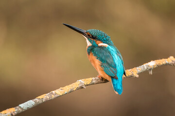 Kingfisher perched on a gray foggy branch background