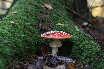 Closeup of amanita muscaria mushroom in forest