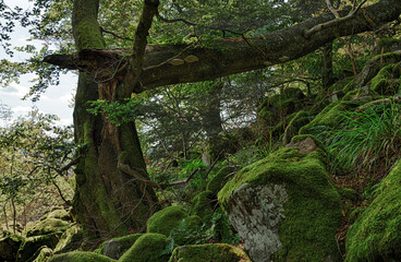 Berg-Ahorn (Acer pseudoplatanus) mit Zunderschwamm (Fomes fomentarius) an einer Blockhalde am Schafstein