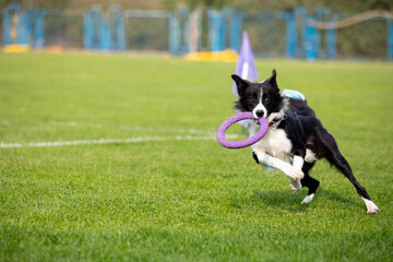 Sportive dog performing during the lure coursing in competition. Pet sport, motion, action,...