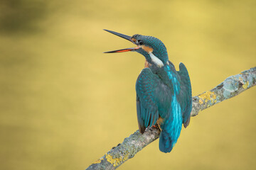 Kingfisher perched on a gray foggy branch background
