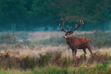 Naklejka na ściany i meble Adult deer with beautiful antlers with copy space