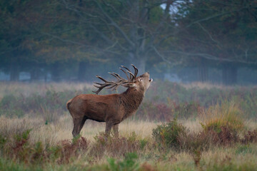 Adult deer with beautiful antlers beautiful and strong male deer