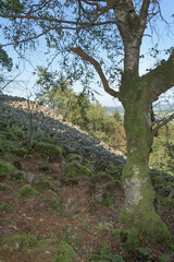 Fototapeta na wymiar Birke (Betula) am Schafstein mit Blockhalde