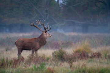 Standing Deer with copy space