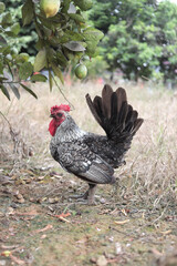 Beautiful rooster standing on grass field ground, natural chicken farm, livestock