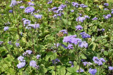 Dozens of lavender colored flowers of Ageratum houstonianum in July