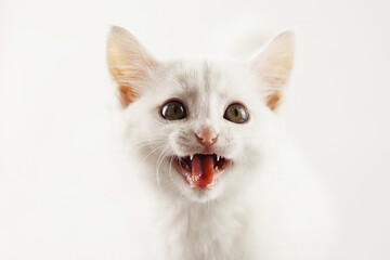 Fototapeta na wymiar angry hungry white kitten screams, body out of focus