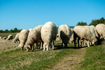 A flock of sheep grazing on green grass meadow in sunny autumn day
