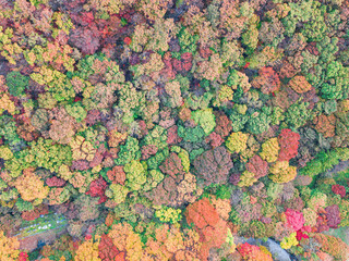 Fototapeta na wymiar 드론으로 찍은 가을 숲