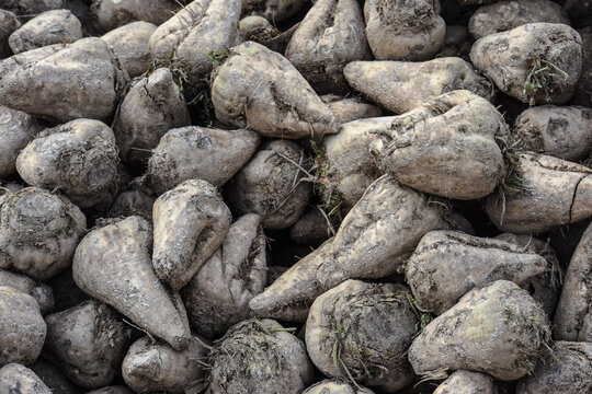 agriculture agricole culture betterave sucre sucriere recolte planete