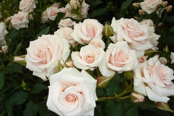 薔薇