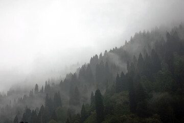 Photo of the forest and mountainous region consisting of different trees and the sun invisible from behind the clouds in a foggy autumn misty weather. Amazing  landscape wallpaper  with green trees .