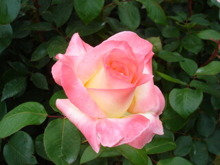 ダイアナ　プリンスオブウェールズ-薔薇