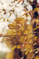 Herbst