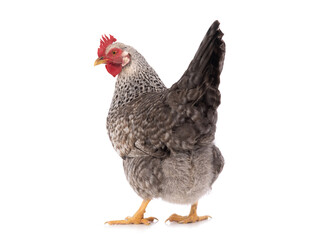 Gray chicken isolated on white