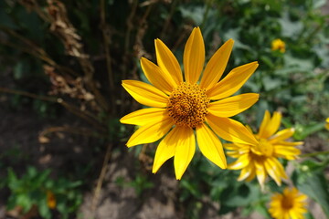 Golden yellow flower head of Heliopsis helianthoides in mid July