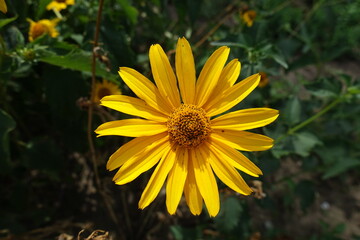 Macro of yellow flower of Heliopsis helianthoides in July
