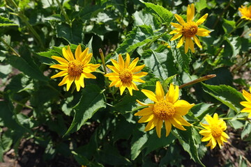 Several yellow flowers of Heliopsis helianthoides in July