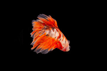 Obraz na płótnie Canvas Colourful betta fish photography