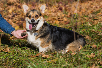 Welsh corgi pembroke dog give paw in autumn forest 
