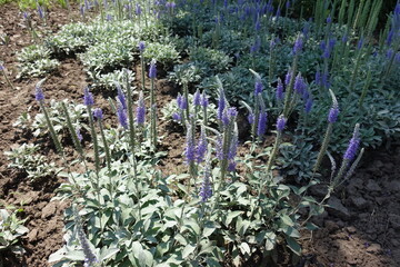 Upright violet flower spikes of Veronica incana in mid June