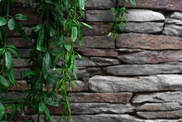 Green plant hanging with gray slate stones wall and space for text