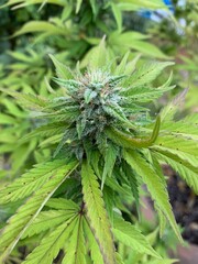 close up of a cannabis plant