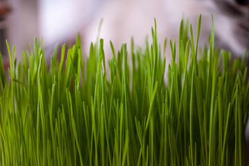 A pet cat eating fresh green grass