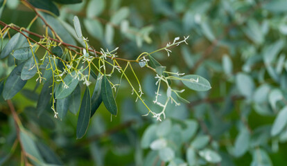 Close-up of beautiful fresh leaves Eucalyptus gunnii (Cider gum) on blurred background of city public park 'Krasnodar' or 'Galitsky park'. Nature concept with place for text. Selective focus