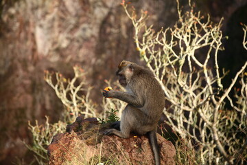 monkey eating tangerine