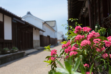Fototapeta na wymiar 赤い花と今井町の町並み