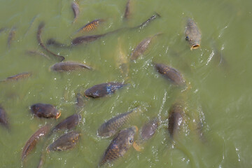 池のコイとナマズ