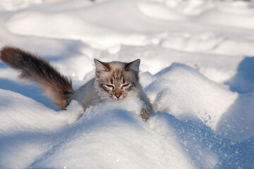 cat in the snow. The cat froze over in the winter outside, covered in cold the street. The cat is played with snow in the yard for christmas.