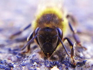 bee on a flower
