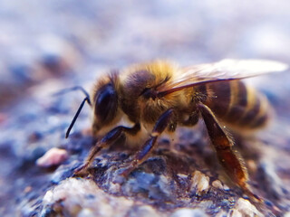 bee on a flower