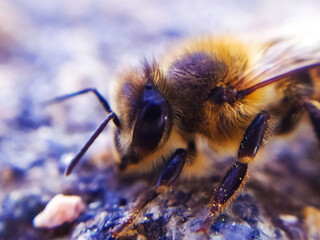 bee on a flower