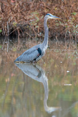 Great blue heron bird wading in lake water in autumn with reflections