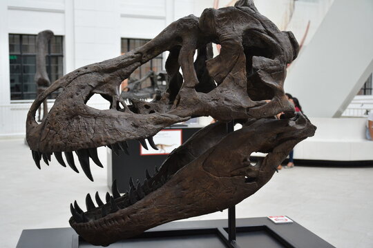 National Museum Of Natural History Dinosaur Skull  In Manila, Philippines