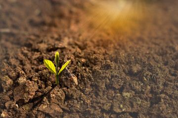 agriculture plant seeding growing in garden and sunlight, new life growth ecology business financial progress concept ,Earth Day